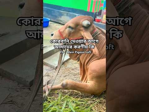 কোরবানি হয়ে হুজুরের গুরুত্বপূর্ণ কিছু কথা | কোরবানির গরু | ভাইরাল ভিডিও | #shorts #mainpigeonloft
