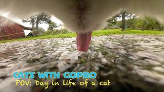 18 year old Cat live streaming water