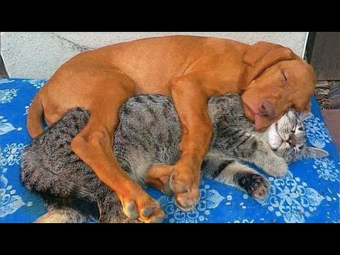 When your cats who can't deny their love for dogs 😻