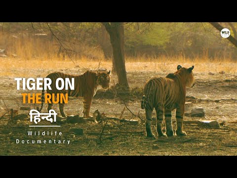 Tiger on the Run - हिन्दी डॉक्यूमेंट्री | Wildlife documentary in Hindi