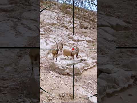 mountain goat hunting | caccia alla capra di montagna | chasse à la chèvre de montagne