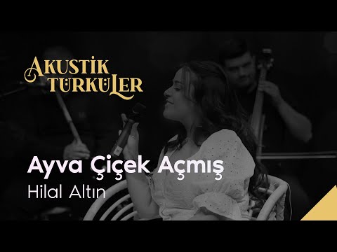 Ayva Çiçek Açmış - Hilal Altın | Akustik Türküler