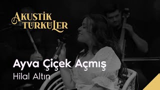 Ayva Çiçek Açmış - Hilal Altın | Akustik Türküler