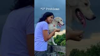 #oxy2025#goldenretreiver#views#vairalvideo#doglover#everyone#share#highlights#tranding#youtubeshorts