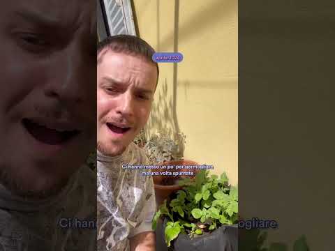🥔 ECCO COME AVERE PATATE INFINITE E A COSTO QUASI ZERO PARTENDO DA… UNO SCARTO 🤯