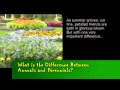 Understanding Perennials and Daylilies