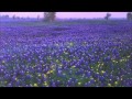 Texas Geography and Natural Features