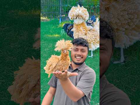 আমার নতুন ফুলের মতো মুরগি! Cutest chicken breed #ornofpets