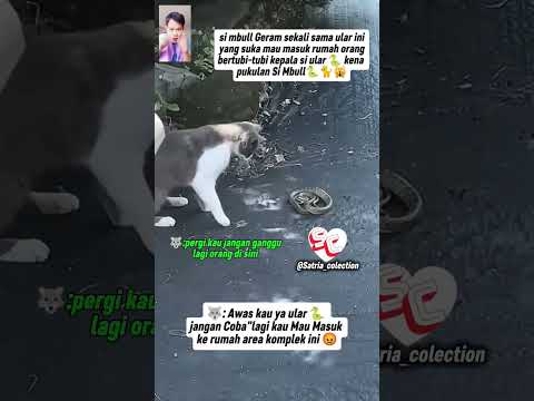 BEGINI NIH KL SI MBULL SUDAH GERAM SAMA ULAR INI YANG SELALU MASUK KE RUMAH ORANG SEKITAR KOMPLEK !