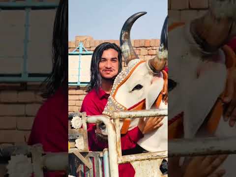 Ma sha Allah 😍❤️#2k25 #qurbani2k25 #cowmandi #vlogs