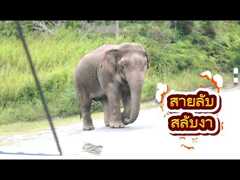 สายลับสลับงา สุดฮือฮาบนเขาใหญ่