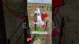 **La Vaca Que Nunca Más Se Rascó 🚿😂