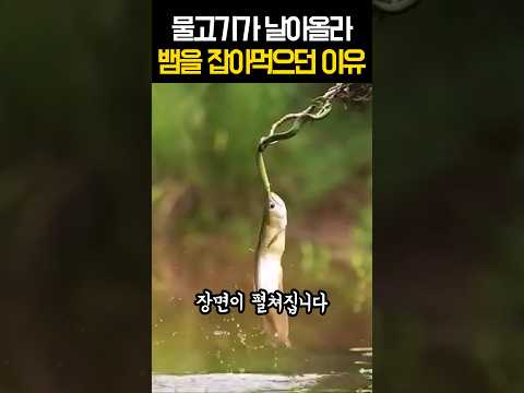 물고기가 날아올라 뱀을 잡아먹으려 했던 이유