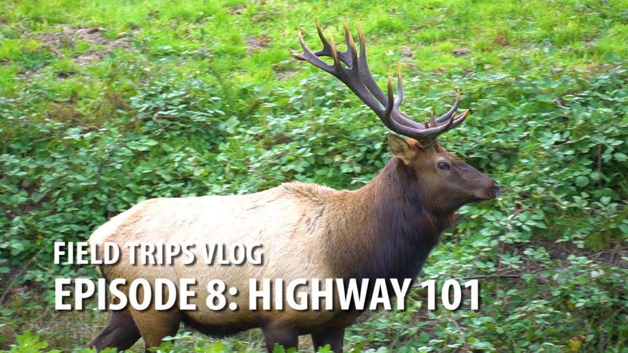 Exploring Hwy 101 on the Oregon Coast #FieldTrips VLOG Ep 8