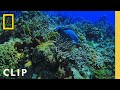 Understanding Ocean Currents and Marine Life