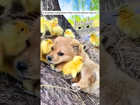 The lost puppy found a loving mother duck