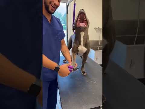 This Dog Treats Nail Clipping Like a Full Hollywood Award Show ๐คฃ๐