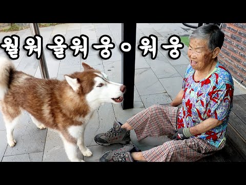 말대꾸해서 할머니한테 혼나는 강아지
