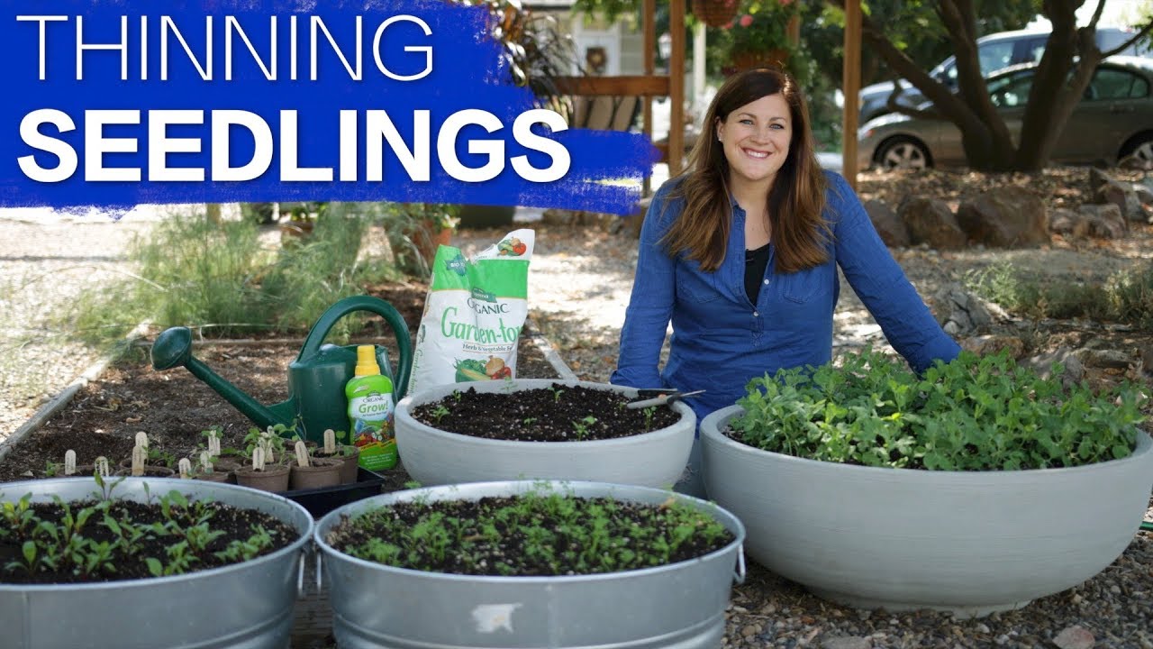 How to Thin Seedlings #92