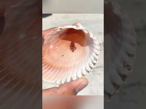아기 문어가 사랑을 찾도록 도와준 남자
