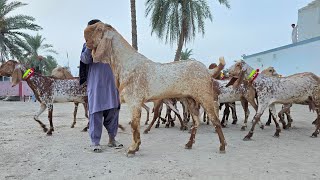 19 بکریاں 1 بڑا بکرے آفر ہے 65 ہزار روپے 0344.1611.875 مکھی چینی بکریاں صابر بھائی رابطہ کریں 2026