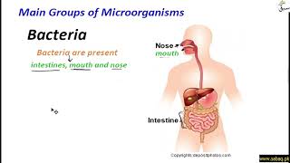 Main Groups of Microorganisms (Virus, Bacteria, Fungi)