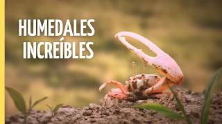 Humedales: Ranas, Aves y Tortugas en Acción | Episodio Completo