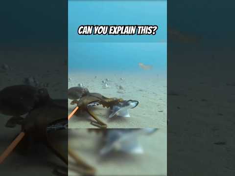 Octopus vs Shark - or is it? #oceanshorts