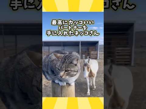 ネコさんの動画見て笑ったら寝ろwwwww