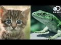 Endothermic and Ectothermic Animals