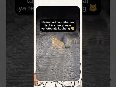 Semua kocheng emang sama aja 😾😾 #shorts #kucing #cat #lucu #ngakak #funny #imutbanget #catlover
