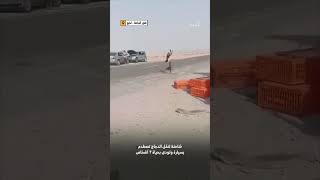 شاحنة لنقل الدواجن تصطدم بسيارة وتودي بحياة 7 أشخاص في لحج