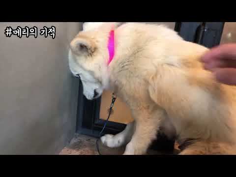 사나운 들개였던 유기견의 입양 후 놀라운 변화 (메리의 기적)