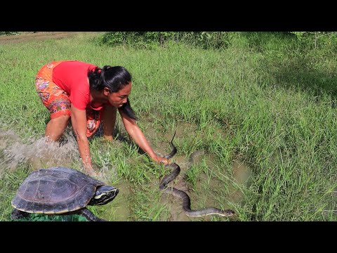 Rescue a wild turtles Found green mango, Dragon fruit for food in jungle, Catch big Snake
