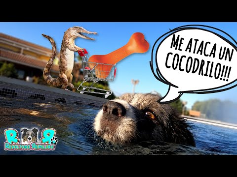 ME ATACA UN COCODRILO EN LA PISCINA!!! 🐊💦🐊💦