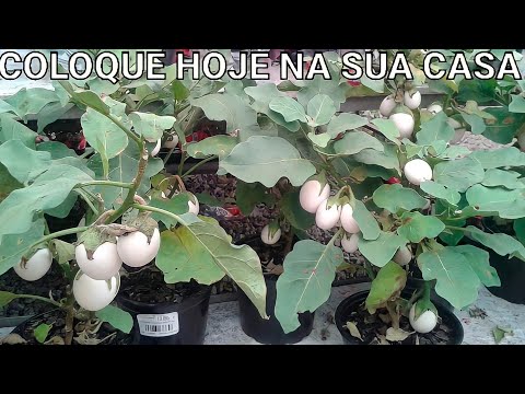 COLOQUE ESSA PLANTA HOJE EM SUA CASA!!!