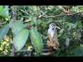 Tropical Rainforest Ecology Concepts