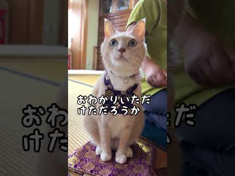 【猫和尚】不思議なことも起きるのです #cat #cute
