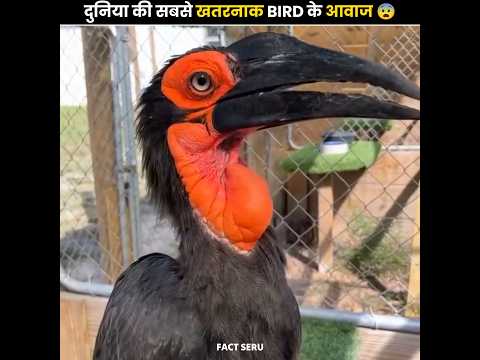 The Scariest Bird 🐦 Sound 📢