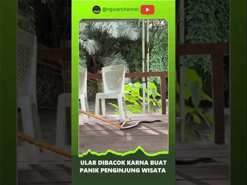 TERPAKSA ULARNYA DIBACOK, KARENA PENGUNJUNG TAKUT  #duniaular #ularbesar #short #ular