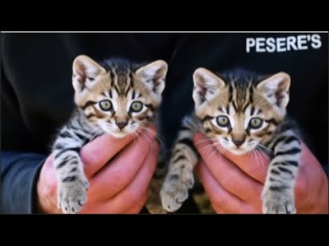 He Thought They Were Kittens... What They Really Were SHOCKED Experts!