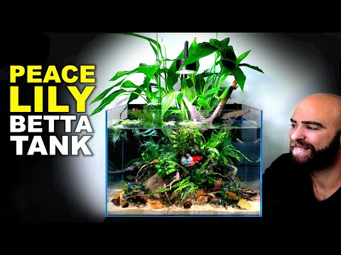 Peace Lily Betta Fish Aquarium: AMAZING Low Tech Tank (Aquascape Tutorial)