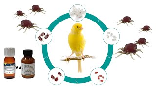 Δύο όπλα για την κόκκινη ψείρα - Elector   Exzolt  Υπολογισμός της δόσης exzolt (update)