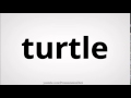Turtle Characteristics and Habitats