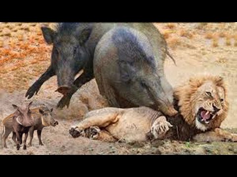 Compilation of classic confrontations: Lion vs Warthog