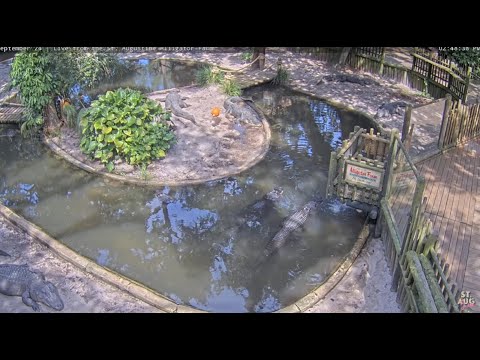 St. Augustine Alligator Farm LIVE 24/7
