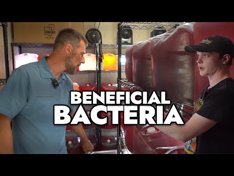 Hydrospace Deep Cycle - First Look & Interview With Bacteria Farmer Ken Wingerter