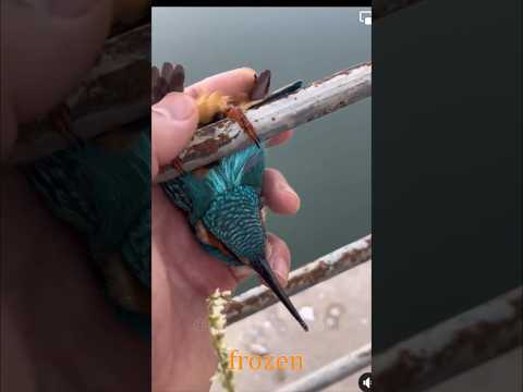 A Man RESCUE A Stuck BIRD from ICY DEATH ❤️ Melts Hearts #shorts #animals #birds