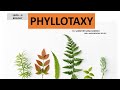 Leaf Arrangement and Philotaxy Concepts