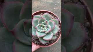 Echeveria Fire Pilar